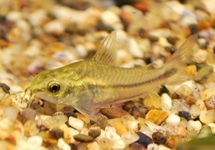 PYGMY CORY