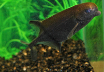 OLIFANTSVIS PAUGYI