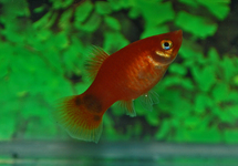 PLATY ROOD MICKEY