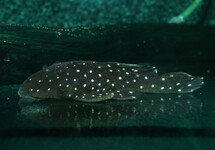 L031 PEPPERMINT PLECO