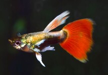 GUPPY SANTA CLAUS