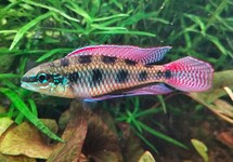 CHECKERBOARD CICHLID MACULATUS