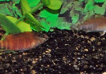 RED BADIS