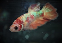 BETTA PLAKAT KOI NEMO FEMALE