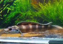 BRICHARD'S SLENDER CICHLID