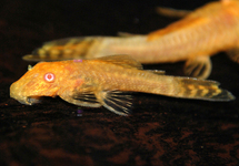 ANCISTRUS DORÉ ALBINO