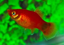 PLATY ROOD MICKEY