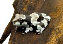 MILCHFROSCH
