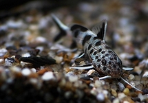 BAARDMEERVAL PETRICOLA DWARF