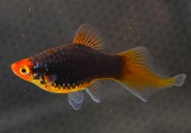 PLATY PENSEEL MIX