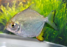 SCHIJFZALM ARNOLDI