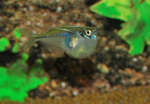 PYGMY HATCHETFISH