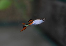ENDLER GUP SILVERADO (M/F)