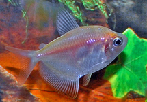 WITTE TETRA