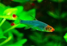 NAAKTE RASBORA