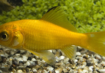 POISSON ROUGE JAUNE