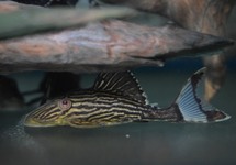 L027 TAPAJOS ROYAL PLECO