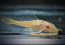 COMMON PLECO ALBINO