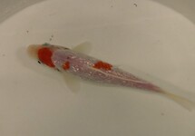 KOI KOHAKU EUROPE