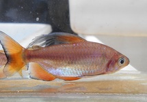CONGO TETRA NIGROPTERUS