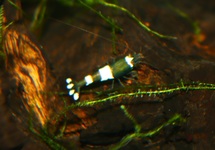 GREEN PANDA SHRIMP