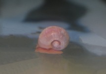 PLANORBE DES ÉTANGS ROSE