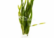 Vallisneria spiralis 'Torta' - BA