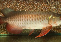 Arowana & Arapaima