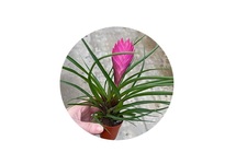 Tillandisa (bromelia) in pot (p5)