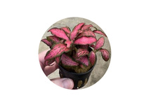 Fittonia forrest flame in pot (p5)