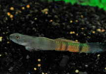 GOBY ZOSTEROPHORUS