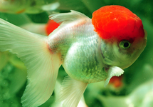 SLUIER LEEUWENKOP RED CAP