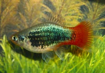PLATY BLAUW TUXEDO ROODSTAART