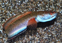 SNAKEHEAD FIRE AND ICE