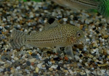 LUIPAARD PANTSERMEERVAL