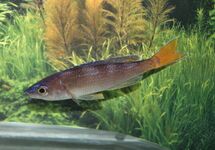 HARINGCICHLIDE UTINTA