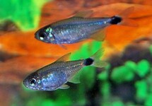 TETRA ELACHYS