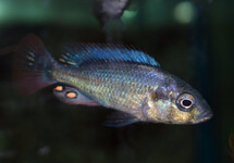 BLUE VICTORIA MOUTHBROODER