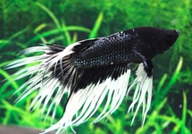 KEMPVIS CROWNTAIL ZWART WITSTAART MAN