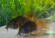 HOPLISOMA SP. RIO TOMO