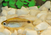 RECTANGLE SPOT MOON TETRA