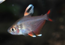 ROSY TETRA WHITEFIN