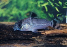 PANTSERMEERVAL OIAPOQUENSIS