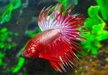 KAMPFFISCH CROWNTAIL DRAGON MANN