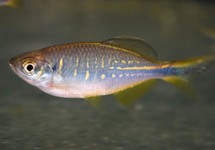 DANIO DEVARIO