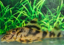 L147 PECKOLTIA SP. COLOMBIA