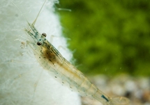 AMANO SHRIMP JAPONICA