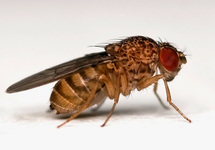 DROSOPHILA HYDEI/ FRUITVLIEG L