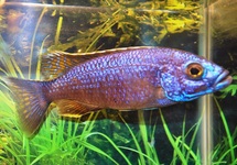 ELECTRIC BLUE HAP ICEBERG