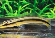 PIKE CICHLID ZEBRINA
